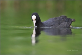 <p>LYSKA ČERNÁ (Fulica atra) /Eurasian coot - Blässhunh/</p>